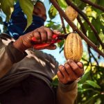 Cocoa, heavy rains in Ivory Coast and Ghana send prices skyrocketing